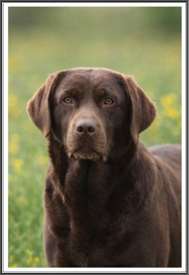 Étalon Labrador Retriever - Tomette De Pepsie Pep's