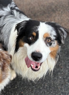 Étalon Berger Australien - Unbearable lightness (joshua) De La Perle Du Morvan}