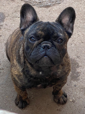 Étalon Bouledogue français - Distinct Origins Angel nova