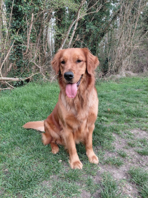 Étalon Golden Retriever - Ariette Du Bois Chenes Tauzains