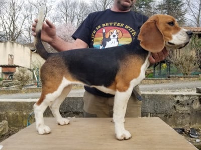 Étalon Beagle - Anémone Du Mas Saint Clair