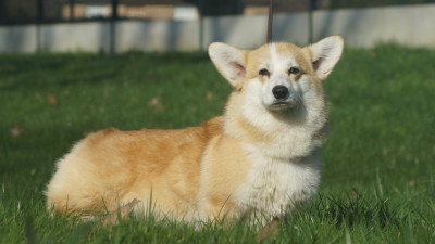 Étalon Welsh Corgi Pembroke - Vroom Des Terres De Beaulieu