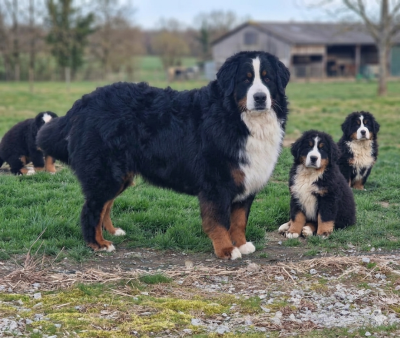 Étalon Bouvier Bernois - Un d ces quatre De La Colline D'Eole