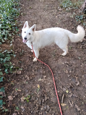 Étalon Berger Blanc Suisse - Asha Rubis Des Neiges