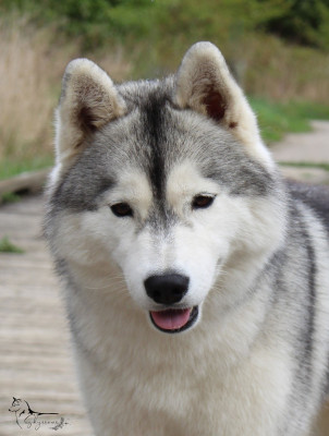 Étalon Siberian Husky - Skyrrows Very kinder surprise