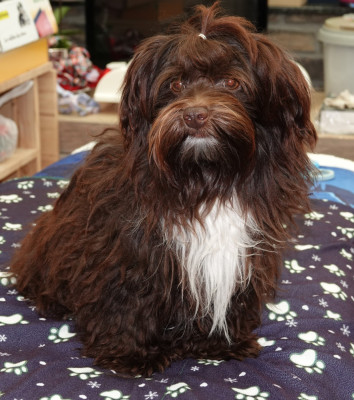 Étalon Bichon Havanais - Ylioh lover boy de la vallée du rêve