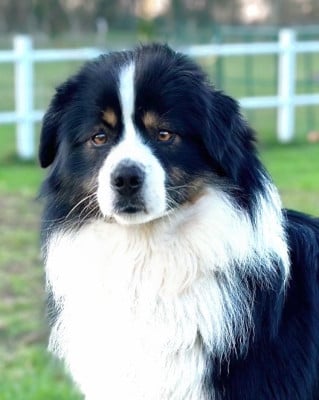 Étalon Berger Américain Miniature - Ben - bruno mini de la terra del falco