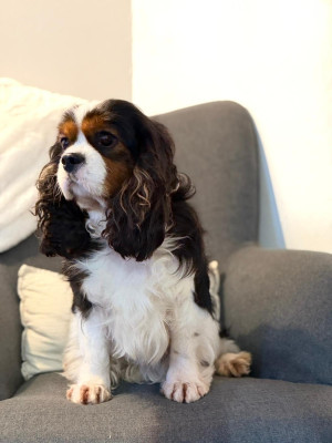 Étalon Cavalier King Charles Spaniel - Sacha Du Petit Bois Ensorcelé