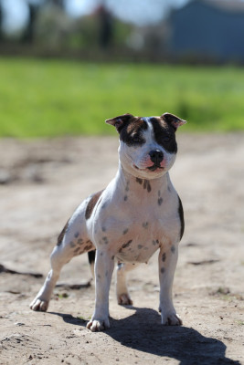 Étalon Staffordshire Bull Terrier - Amazing dream kiss aka bisous of Spirit Wolf Addict