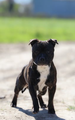 Étalon Staffordshire Bull Terrier - Aston martin of Spirit Wolf Addict