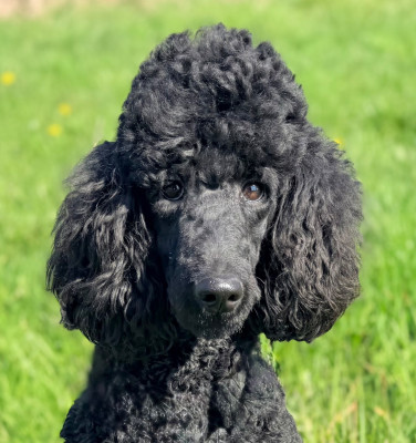 Étalon Caniche - Aglaë blue à l'Ombre des Magnolias