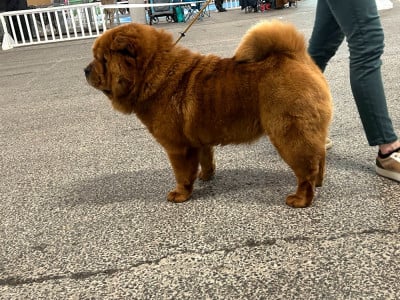 Étalon Chow Chow - Valentine De La Rivière Au Soleil