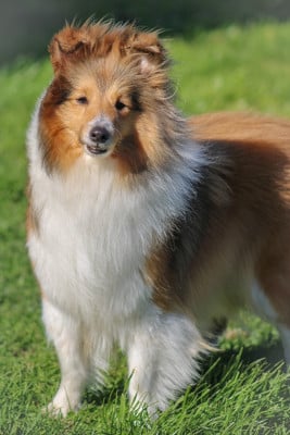 Étalon Shetland Sheepdog - Vangelis felicity Des Tresors Du Sphinx