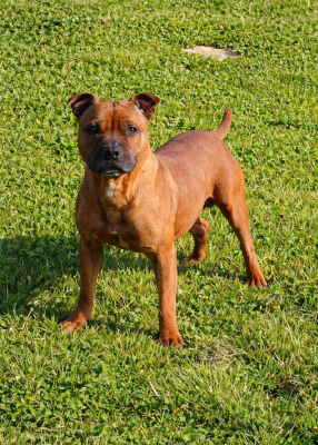Étalon Staffordshire Bull Terrier - Revenge at zelda Of The Warriors Red Skins