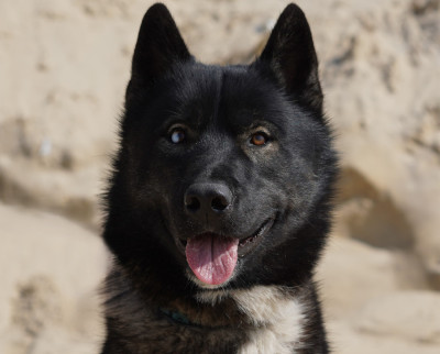 Étalon Siberian Husky - Alcateia Das Neves Anubis