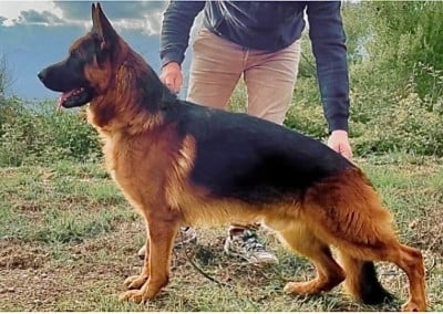 Étalon Berger Allemand - Pachenko du grand Revoyet