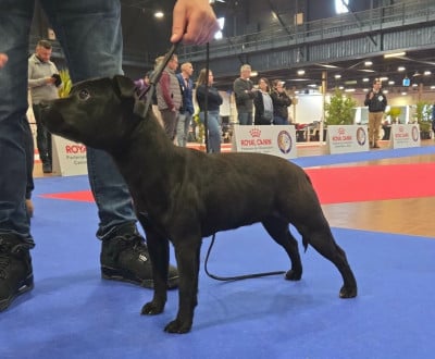 Étalon Staffordshire Bull Terrier - Skillstaff Abracadabra