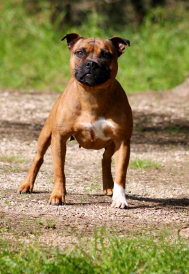 Étalon Staffordshire Bull Terrier - Tika (Sans Affixe)