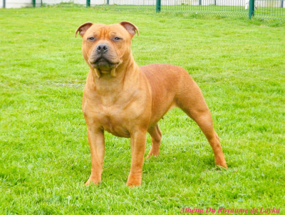 Étalon Staffordshire Bull Terrier - Athéna Du Royaume De Layka