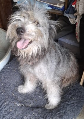 Étalon Berger des Pyrenees à poil long - Taïko du vieux chêne de Fonsablouse