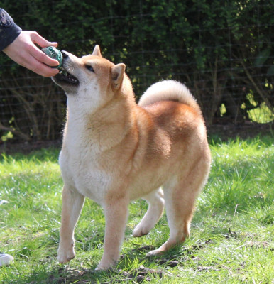 Étalon Shiba - Vitesse De La Source Des Rochettes
