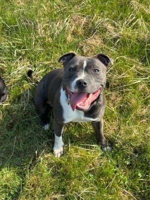 Étalon Staffordshire Bull Terrier - Aya Des gardiens d'Aliyah Titre Initial