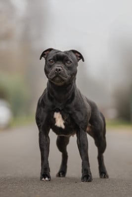 Étalon Staffordshire Bull Terrier - Under your spell Of Stafford Edition