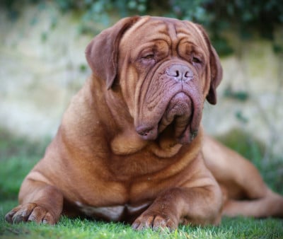 Étalon Dogue de Bordeaux - de force et de confiance Boef