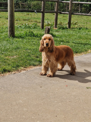Étalon Cocker Spaniel Anglais - Xéna la guérrière Du Clos Aux Diables