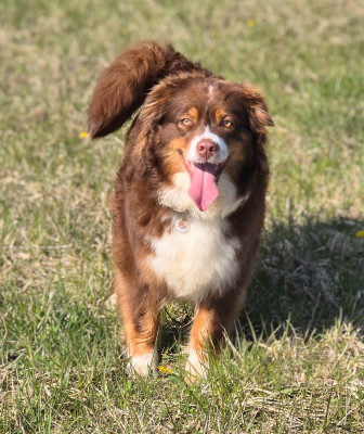 Étalon Berger Australien - Thati cassiopee automn sky Spirit Little Red Tree