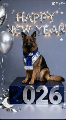 Étalon Berger Allemand - Du Marais Des Loups De Givre Thelma des cascades de lusy