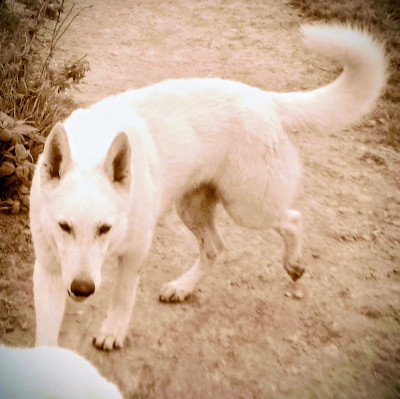 Étalon Berger Blanc Suisse - Vaïko Du Domaine Des Beautés Divines