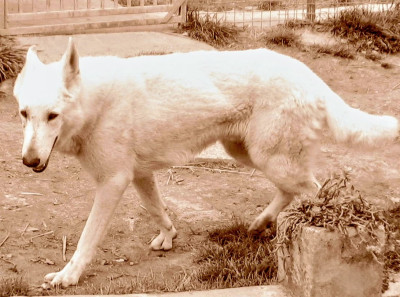Étalon Berger Blanc Suisse - Vizir Du Domaine Des Beautés Divines