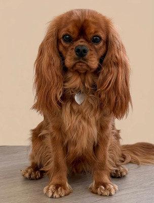 Étalon Cavalier King Charles Spaniel - Vvendy Du Rêve D'Hanstie