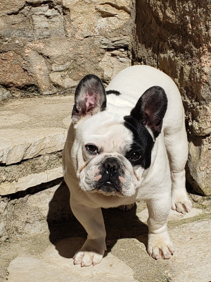Étalon Bouledogue français - Arthus de sharp et boule de Nat