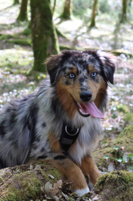 Étalon Berger Australien - Sky Des Highlands Du Sud