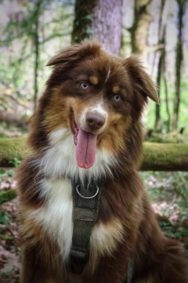 Étalon Berger Australien - Seïko Des Highlands Du Sud