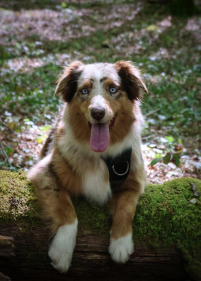 Étalon Berger Australien - Sienne Des Highlands Du Sud
