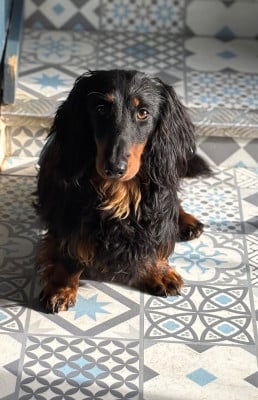 Étalon Teckel poil long - Azzaro de Massugeon