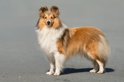 Étalon Shetland Sheepdog - Vangelis felicity Des Tresors Du Sphinx