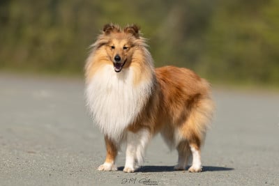 Étalon Shetland Sheepdog - Vegas des petites fées des sables