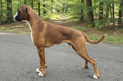 Étalon Boxer - Aksel Des Fidèles Compagnons d'Uxen