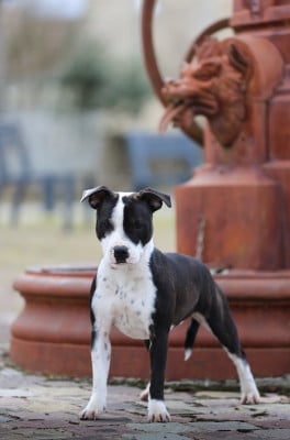 Étalon Staffordshire Bull Terrier - Accroch Toi Bb ça va Swinguer aka Panda of Spirit Wolf Addict