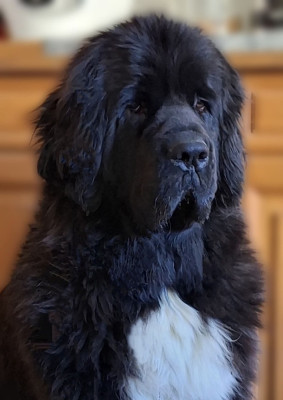 Étalon Terre-neuve - Utah beach Du Val D'ormyne