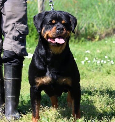 Étalon Rottweiler - Ying de txurroke
