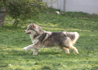 Étalon Chien finnois de Laponie - Versace charlotte du Domaine D'Arinella Bianca