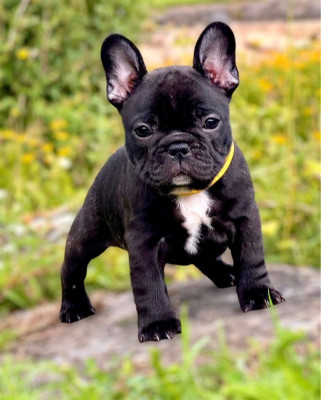 Étalon Bouledogue français - Arizona du Léman d'Or