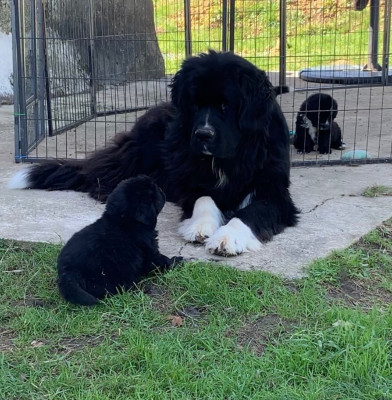 Étalon Terre-neuve - Tamara Des Rêves D'Alannino