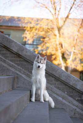 Étalon Siberian Husky - Skyrrows A sky full stars