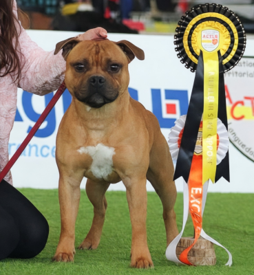 Étalon Staffordshire Bull Terrier - pridesdale The real one